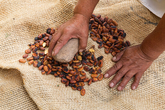 Traditional Hand Processing of broad beans on Burlap Cloth