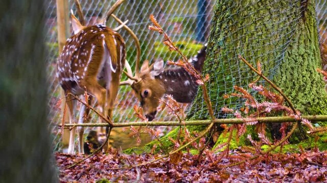 Close up of two axis deer buck standing in the forest and starting to fight on a sunny autumn day