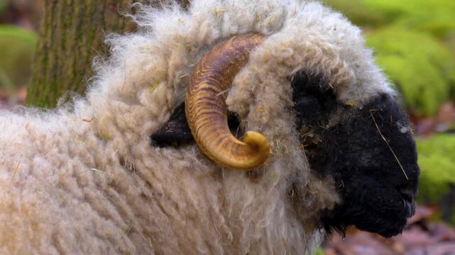 Close up of a black nose sheep head in the forest on a cloudy autumn day looking and chewing