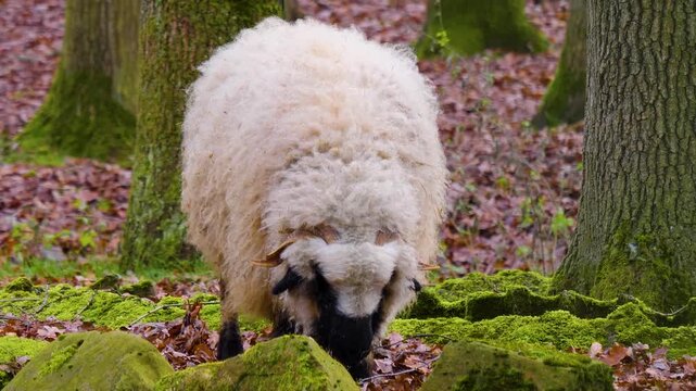 Close up of a black nose sheep head in the forest on a cloudy autumn day looking and chewing