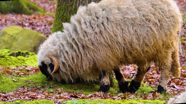 Close up of a black nose sheep head in the forest on a cloudy autumn day looking and chewing