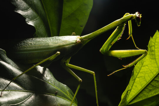 Close up of a green praying mantis on a leaf
