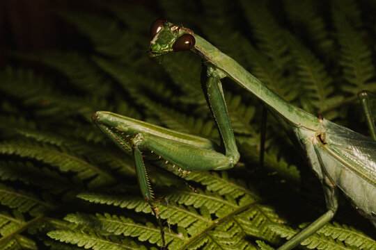 Close up of a green praying mantis on a leaf

