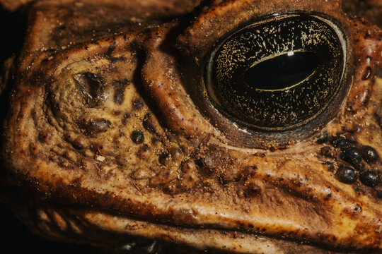 Macro close-up of frog eye and skin texture