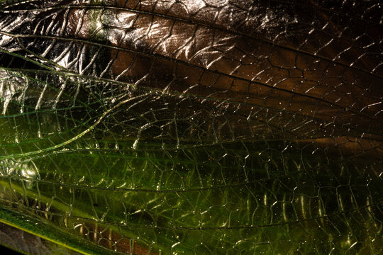 macro texture and patterns of insect wings