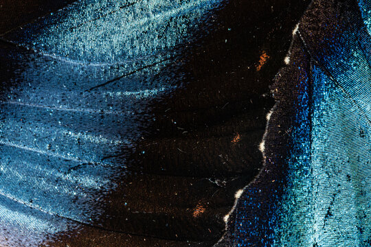 Blue butterfly wings abstract macro natural texture