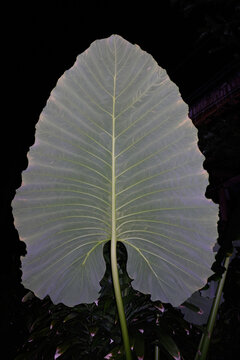Large Tropical Leaf at Night