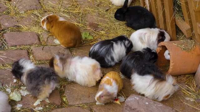 Close up guinea pigs moving around the ground ina backyard on a cloudy autumn day