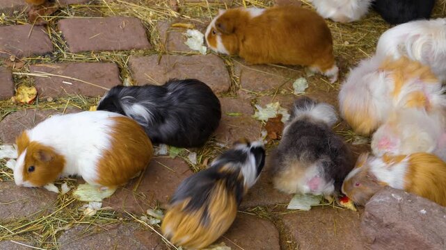 Close up guinea pigs moving around the ground ina backyard on a cloudy autumn day