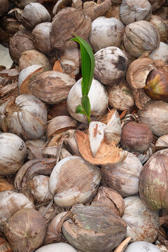 Beginning of a Palm