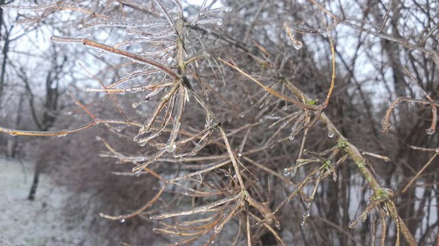 Icy thin branches of tree, panning upward along tree branches covered in thin layer of ice. Natural winter scene of iced tree branches, concept of rapid transition from autumn to winter. 