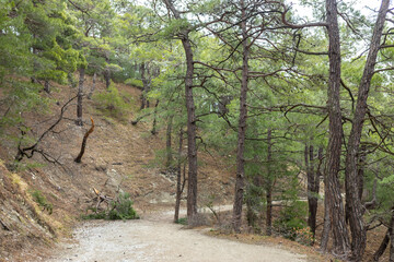Fototapeta premium Dirt road winding through a green pine forest. Path in a natural landscape, leading uphill between trees. Concept of exploration and adventure.