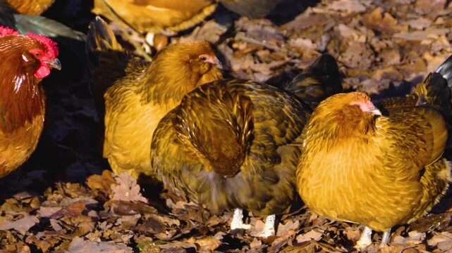 Close up of a bunch of chicken standing around a farm on a sunny autumn day looking around