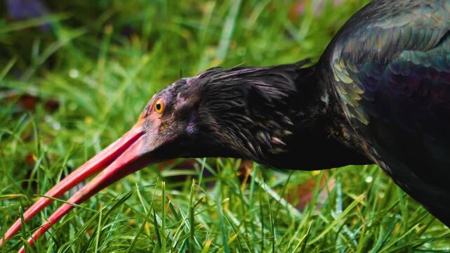 Close up of a northern bold ibis bird head picking around grass on a sunny day