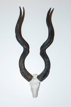 Animal horn kudu antler decoration wall 