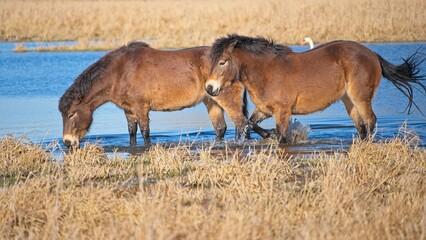 Fototapeta premium two exmoor ponies wade in a pool