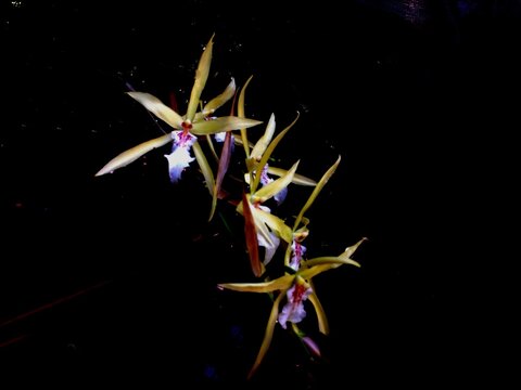 planta flor orquidea - Orchidaceae