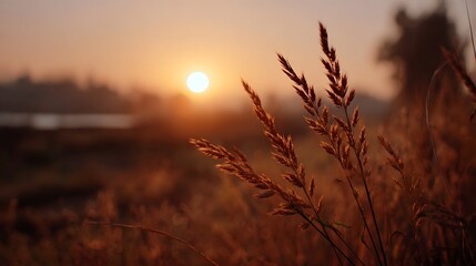 Obraz premium Golden sunrise illuminates a serene landscape with soft mist and backlit wild grasses in the foreground evoking a sense of peace and new beginnings