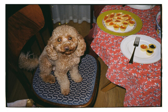 Dog sitting on chair next to table with snacks at home 