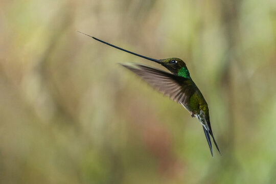Long beak flying hummingbird