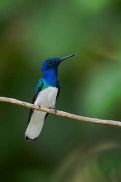 White-necked Jacobin Hummingbird
