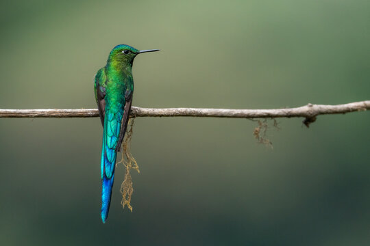 Long-tailed Sylph Hummingbird. Beautiful Blue bird. Exotic Wildlife
