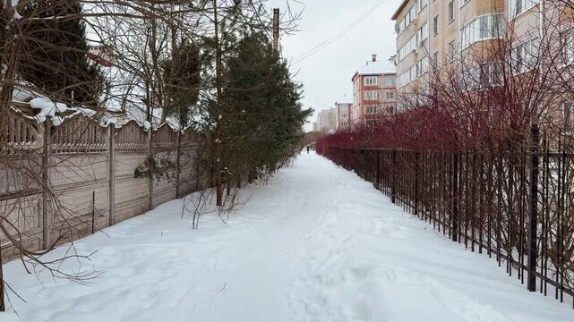 Thick, red, tall branches of a leafless shrub called White Deren grow along the iron fence of an apartment building. It's winter time. A shrub from the dogwood family. It's snowing a little. Winter ti