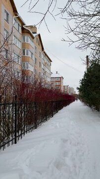 Thick, red, tall branches of a leafless shrub called White Deren grow along the iron fence of an apartment building. It's winter time. A shrub from the dogwood family. It's snowing a little. Winter ti