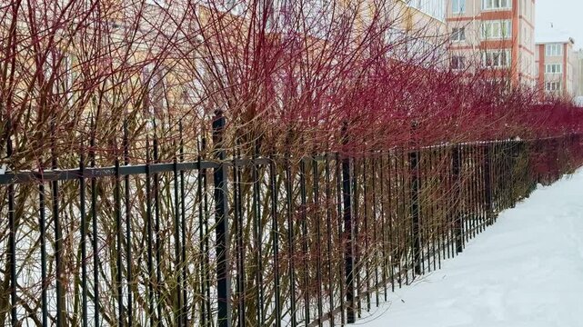 Thick, red, tall branches of a leafless shrub called White Deren grow along the iron fence of an apartment building. It's winter time. A shrub from the dogwood family. It's snowing a little. Winter ti