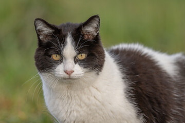Black and white cat stands in green field in soft early afternoon light