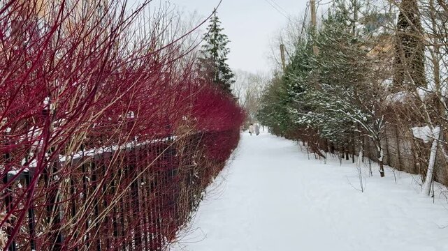 Thick, red, tall branches of a leafless shrub called White Deren grow along the iron fence of an apartment building. It's winter time. A shrub from the dogwood family. It's snowing a little. Winter ti