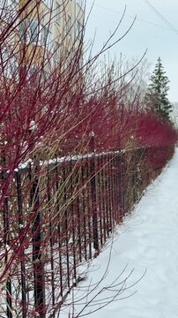 Thick, red, tall branches of a leafless shrub called White Deren grow along the iron fence of an apartment building. It's winter time. A shrub from the dogwood family. It's snowing a little. Winter ti