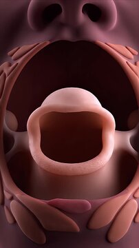 Close-up 3D CGI animation of the epiglottis reflex action in the human throat showing sensitivity and anatomy for medical education and scientific concepts