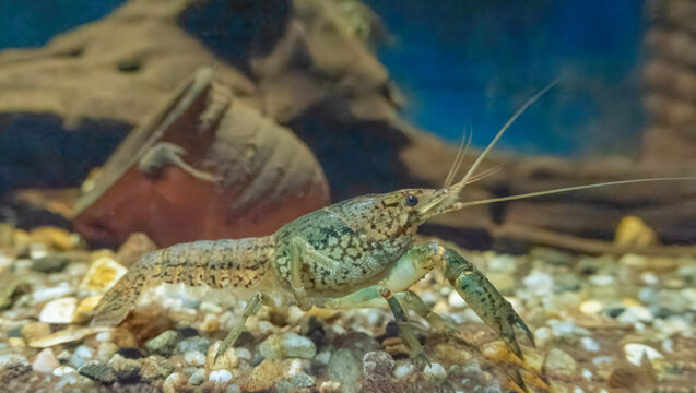 Close-up of a marbled crayfish (Procambarus virginalis) crawling on gravel in a freshwater aquarium with a blurred background