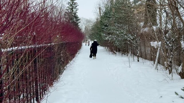 Woman walking snowy path with bushes, carrying bag, bundled coat and hat, gentle snowfall, red twig hedgerow, pine trees.