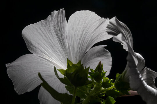 Lavatera