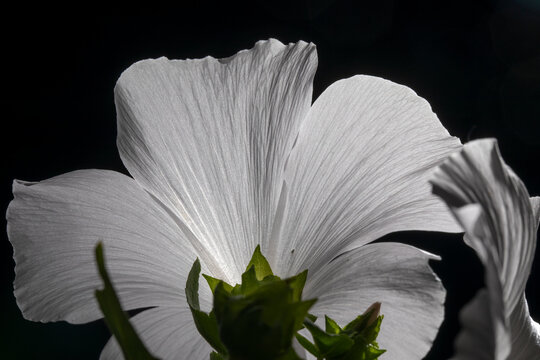 Lavatera