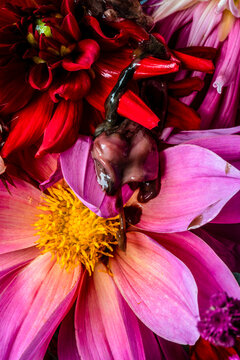 Flowers with intestines of fish