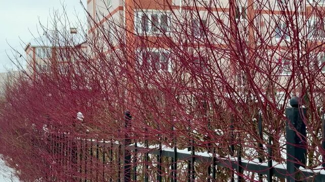 Thick, red, tall branches of a leafless shrub called White Deren grow along the iron fence of an apartment building. It's winter time. A shrub from the dogwood family. It's snowing a little. Winter ti