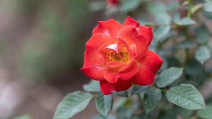 Red rose blooming on leafy bush in soft blurred garden background.
