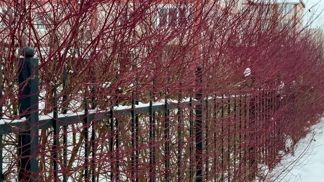 Thick, red, tall branches of a leafless shrub called White Deren grow along the iron fence of an apartment building. It's winter time. A shrub from the dogwood family. It's snowing a little. Winter ti