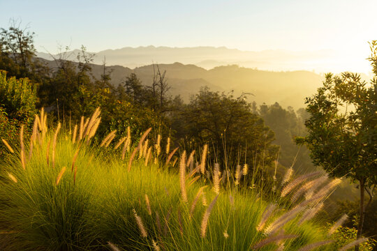 Landscape City  Los Angeles California grass