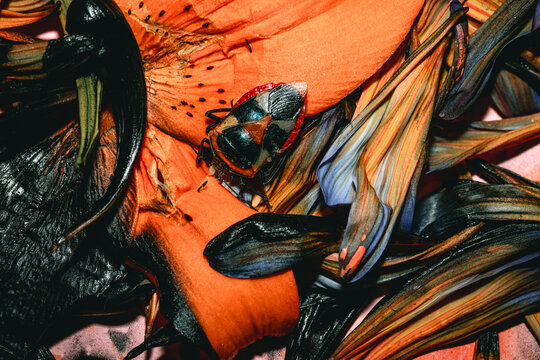 Orange flowers with black paint and an insect
