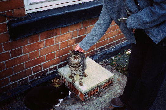 Bending to stroke a cat on the street