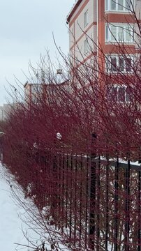 Thick, red, tall branches of a leafless shrub called White Deren grow along the iron fence of an apartment building. It's winter time. A shrub from the dogwood family. It's snowing a little. Winter ti