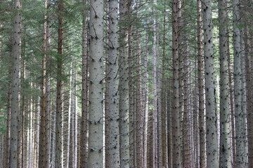 Tall conifer tree trunks in a woodland © Francesca Leslie