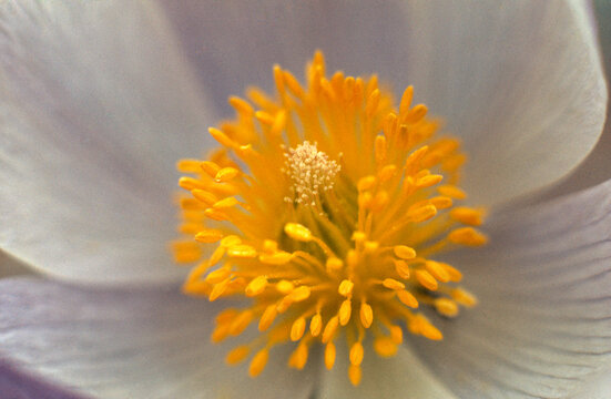 Closeup macrophoto pasque flower (Anenome patens) Colorado film