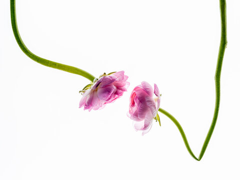 Ranunculus With Long Stems Hanging Against White Background