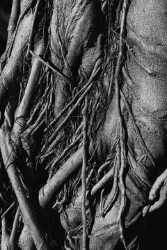 Intricate trunk of a tree