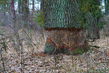 Zawadzkie , Mała Panew © rob